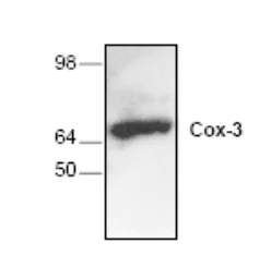 Western blot - Anti-Cox-3 antibody (AB37269)