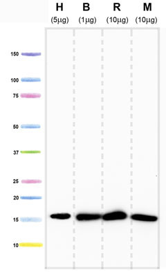 Western blot - Anti-COX IV antibody [20E8C12] (AB14744), expandable thumbnail