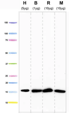 Western blot - Anti-COX IV antibody [20E8C12] - Mitochondrial Marker (AB14744)