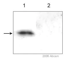 Western blot - Anti-COX IV antibody [20E8C12] - Mitochondrial Marker (AB14744)