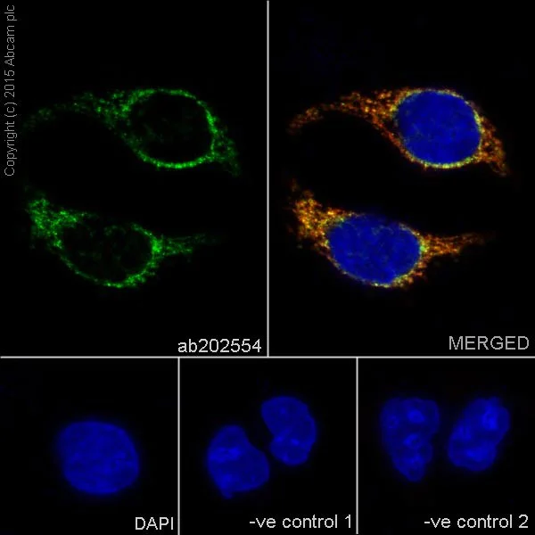 Immunocytochemistry/ Immunofluorescence - Anti-COX IV antibody [EPR9442(ABC)] - BSA and Azide free - Mitochondrial Marker (AB231168)