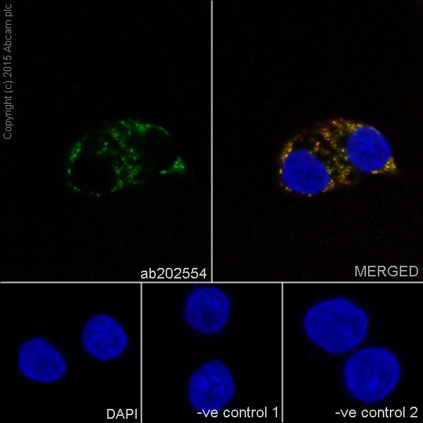 Immunocytochemistry/ Immunofluorescence - Anti-COX IV antibody [EPR9442(ABC)] - BSA and Azide free - Mitochondrial Marker (AB231168), expandable thumbnail