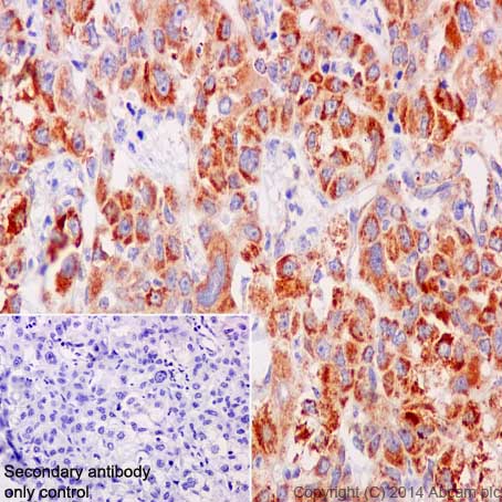 Immunohistochemistry (Formalin/PFA-fixed paraffin-embedded sections) - Anti-COX IV antibody [EPR9442(ABC)] - BSA and Azide free - Mitochondrial Marker (AB231168), expandable thumbnail