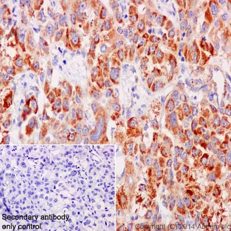 Immunohistochemistry (Formalin/PFA-fixed paraffin-embedded sections) - Anti-COX IV antibody [EPR9442(ABC)] - BSA and Azide free - Mitochondrial Marker (AB231168)