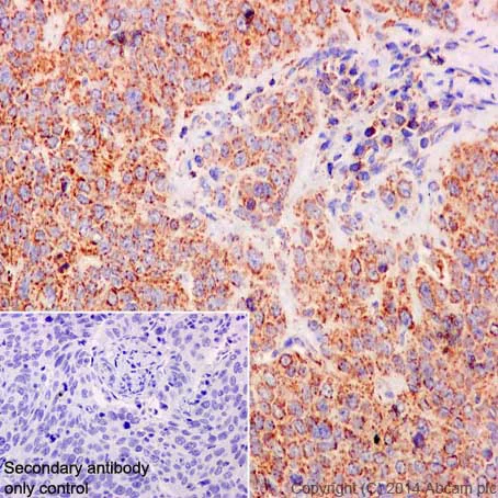Immunohistochemistry (Formalin/PFA-fixed paraffin-embedded sections) - Anti-COX IV antibody [EPR9442(ABC)] - BSA and Azide free - Mitochondrial Marker (AB231168)