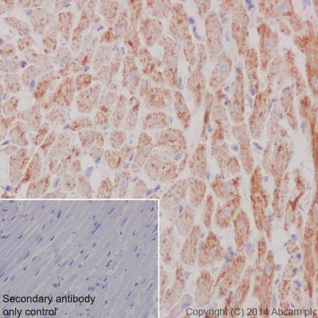 Immunohistochemistry (Formalin/PFA-fixed paraffin-embedded sections) - Anti-COX IV antibody [EPR9442(ABC)] - BSA and Azide free - Mitochondrial Marker (AB231168)