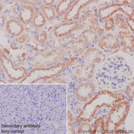 Immunohistochemistry (Formalin/PFA-fixed paraffin-embedded sections) - Anti-COX IV antibody [EPR9442(ABC)] - BSA and Azide free - Mitochondrial Marker (ab231168), expandable thumbnail
