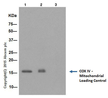 Immunoprecipitation - Anti-COX IV antibody [EPR9442(ABC)] - BSA and Azide free - Mitochondrial Marker (AB231168), expandable thumbnail