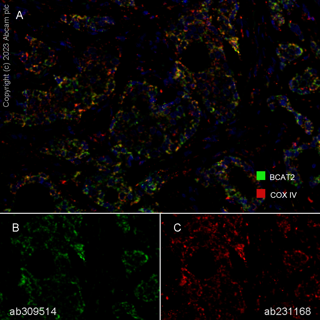 Multiplex immunohistochemistry - Anti-COX IV antibody [EPR9442(ABC)] - BSA and Azide free - Mitochondrial Marker (ab231168), expandable thumbnail