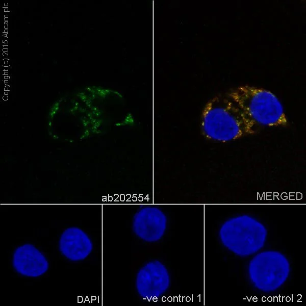 Immunocytochemistry/ Immunofluorescence - Anti-COX IV antibody [EPR9442(ABC)] - Mitochondrial Loading Control (AB202554)