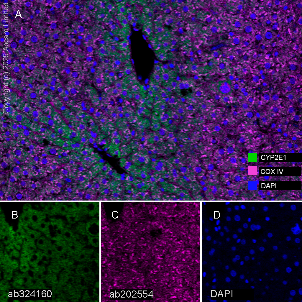 Anti-COX IV antibody [EPR9442(ABC)] - Mitochondrial Loading