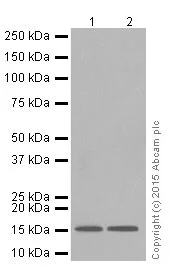 Western blot - Anti-COX IV antibody [EPR9442(ABC)] - Mitochondrial Loading Control (AB202554)