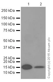 Western blot - Anti-COX IV antibody [EPR9442(ABC)] - Mitochondrial Loading Control (AB202554)