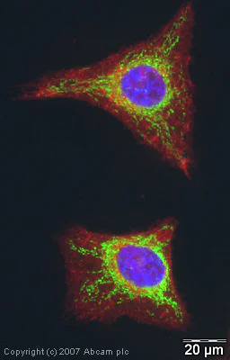 Immunocytochemistry/ Immunofluorescence - Anti-COX IV antibody [mAbcam33985] - Mitochondrial Marker (AB33985)
