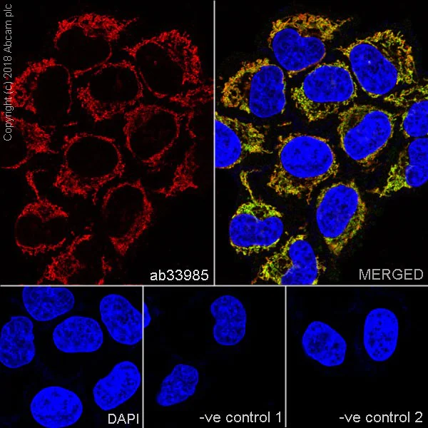 Immunocytochemistry/ Immunofluorescence - Anti-COX IV antibody [mAbcam33985] - Mitochondrial Marker (AB33985)