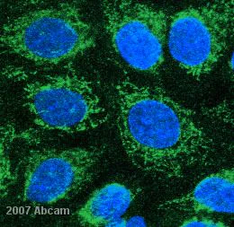 Immunocytochemistry/ Immunofluorescence - Anti-COX IV antibody [mAbcam33985] - Mitochondrial Marker (AB33985)