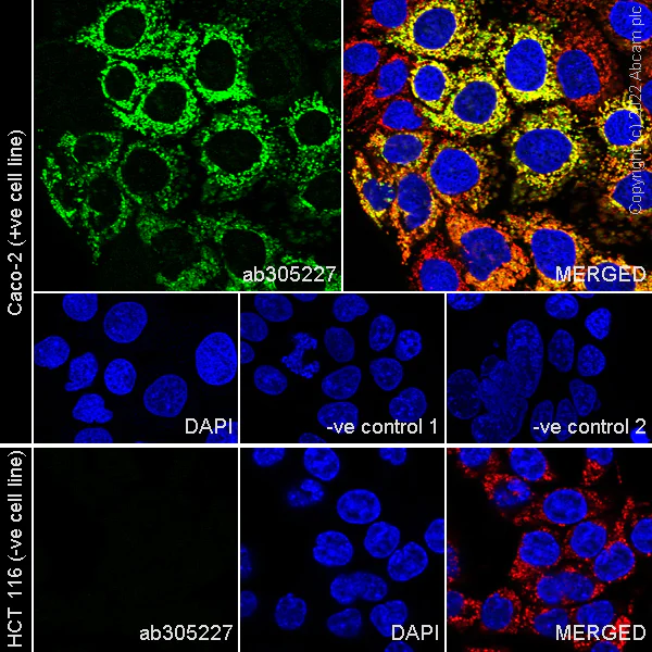 Immunocytochemistry/ Immunofluorescence - Anti-COX IV antibody [mAbcam33985] - Mitochondrial Marker (AB33985)