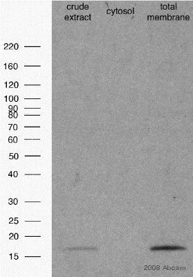 Western blot - Anti-COX IV antibody [mAbcam33985] - Mitochondrial Marker (AB33985)