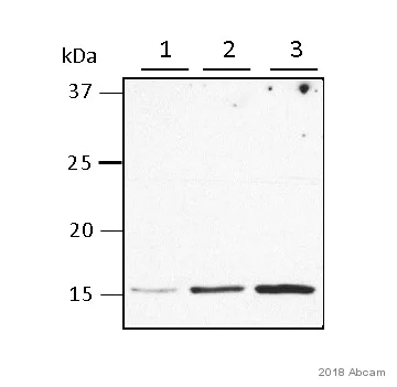 Western blot - Anti-COX IV antibody [mAbcam33985] - Mitochondrial Marker (AB33985)