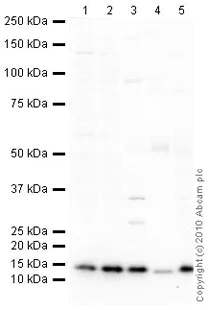 Western blot - Anti-COX IV antibody [mAbcam33985] - Mitochondrial Marker (AB33985)