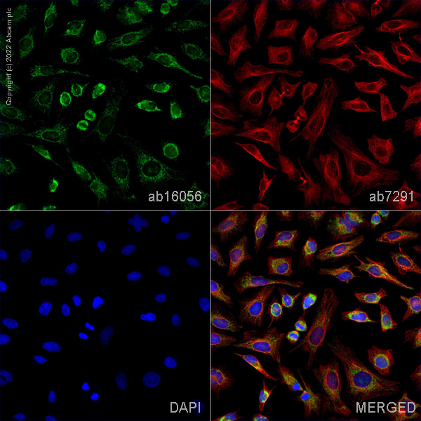 Immunocytochemistry/ Immunofluorescence - Anti-COX IV antibody - Mitochondrial Loading Control (AB16056), expandable thumbnail