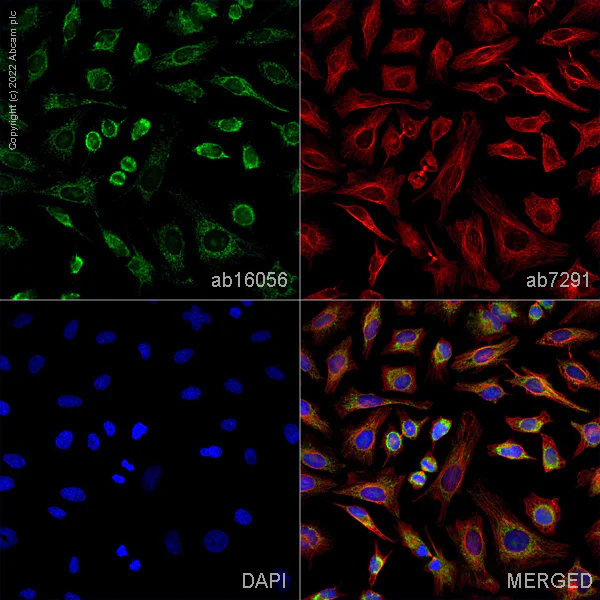 Immunocytochemistry/ Immunofluorescence - Anti-COX IV antibody - Mitochondrial Loading Control (AB16056)