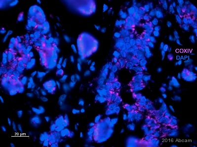 Immunohistochemistry (Formalin/PFA-fixed paraffin-embedded sections) - Anti-COX IV antibody - Mitochondrial Loading Control (ab16056), expandable thumbnail