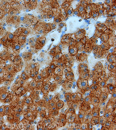 Immunohistochemistry (Formalin/PFA-fixed paraffin-embedded sections) - Anti-COX IV antibody - Mitochondrial Loading Control (ab16056), expandable thumbnail