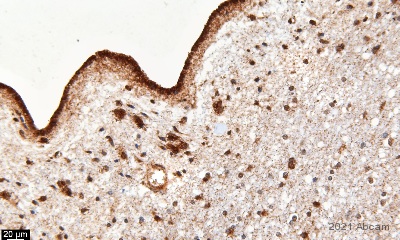 Immunohistochemistry (Formalin/PFA-fixed paraffin-embedded sections) - Anti-COX IV antibody - Mitochondrial Loading Control (ab16056), expandable thumbnail
