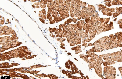 Immunohistochemistry (Formalin/PFA-fixed paraffin-embedded sections) - Anti-COX IV antibody - Mitochondrial Loading Control (ab16056), expandable thumbnail