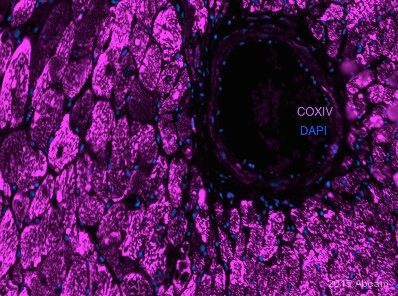 Immunohistochemistry (Formalin/PFA-fixed paraffin-embedded sections) - Anti-COX IV antibody - Mitochondrial Loading Control (AB16056), expandable thumbnail