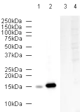 Western blot - Anti-COX IV antibody - Mitochondrial Loading Control (AB16056)