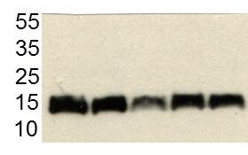 Western blot - Anti-COX IV antibody - Mitochondrial Loading Control (ab16056), expandable thumbnail