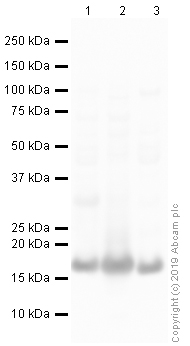 Western blot - Anti-COX IV antibody - Mitochondrial Loading Control (AB16056), expandable thumbnail