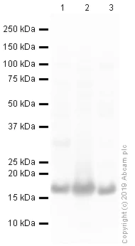 Western blot - Anti-COX IV antibody - Mitochondrial Loading Control (AB16056)