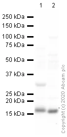 Western blot - Anti-COX IV antibody - Mitochondrial Loading Control (AB16056)