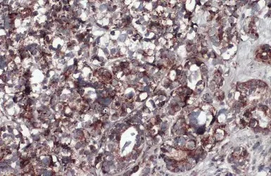 Immunohistochemistry (Formalin/PFA-fixed paraffin-embedded sections) - Anti-COX IV antibody - Mitochondrial Marker (AB153709)