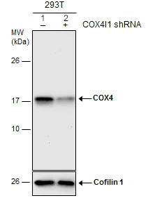 Western blot - Anti-COX IV antibody - Mitochondrial Marker (AB153709)