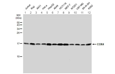 Western blot - Anti-COX IV antibody - Mitochondrial Marker (AB153709)