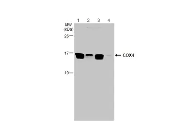 Western blot - Anti-COX IV antibody - Mitochondrial Marker (AB153709)