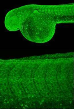 IHC - Wholemount - Anti-COX IV antibody - Mitochondrial Marker (AB209727)