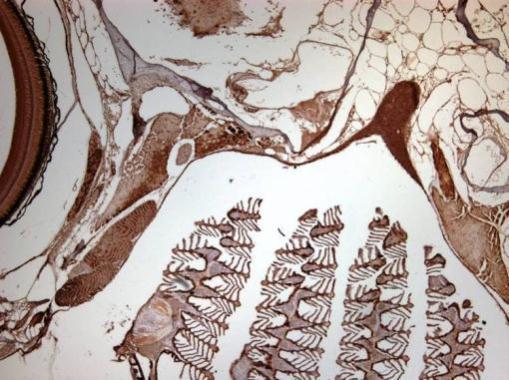 Immunohistochemistry (Formalin/PFA-fixed paraffin-embedded sections) - Anti-COX IV antibody (AB209727), expandable thumbnail