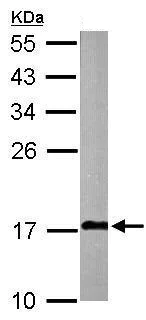 Western blot - Anti-COX IV antibody - Mitochondrial Marker (AB209727)