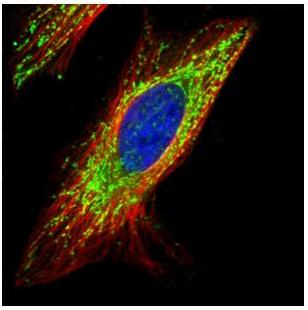 Immunocytochemistry/ Immunofluorescence - Anti-COX IV antibody - Mitochondrial Marker - Mitochondrial Marker (AB153709), expandable thumbnail