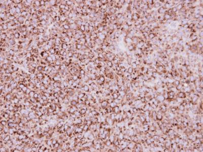 Immunohistochemistry (Formalin/PFA-fixed paraffin-embedded sections) - Anti-COX IV antibody - Mitochondrial Marker - Mitochondrial Marker (AB153709), expandable thumbnail