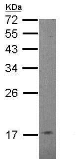 Western blot - Anti-COX IV antibody - Mitochondrial Marker - Mitochondrial Marker (AB153709), expandable thumbnail