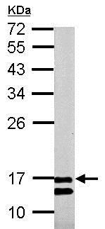 Western blot - Anti-COX IV antibody - Mitochondrial Marker - Mitochondrial Marker (AB153709), expandable thumbnail