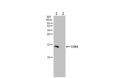 Western blot - Anti-COX IV antibody - Mitochondrial Marker - Mitochondrial Marker (AB153709)