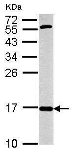 Western blot - Anti-COX IV antibody - Mitochondrial Marker - Mitochondrial Marker (AB153709), expandable thumbnail