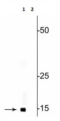 Western blot - Anti-COX IV (phospho S58) antibody (AB254126)